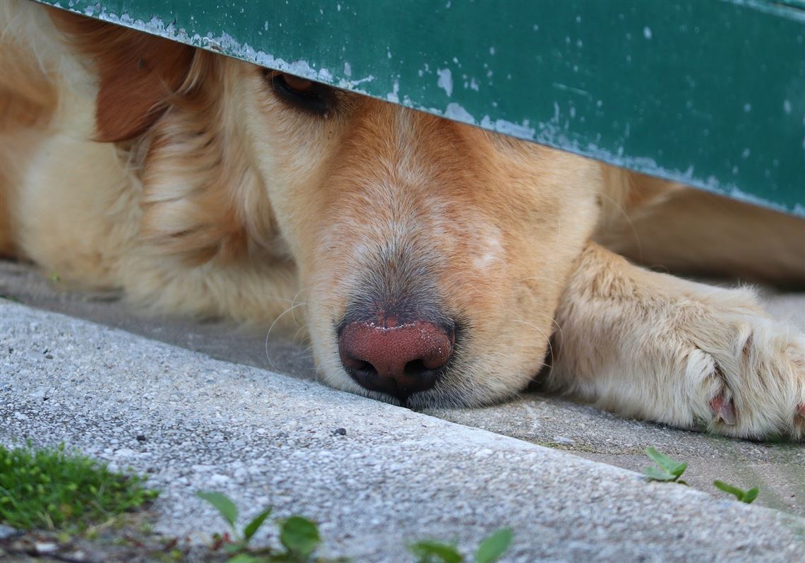 Do Dogs Get Nasal Polyps