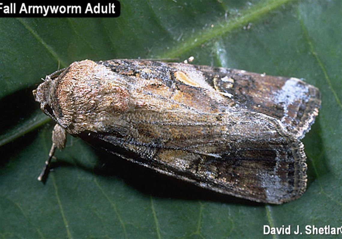 Armyworms Are Marching And Munching Across Lawns The Blade
