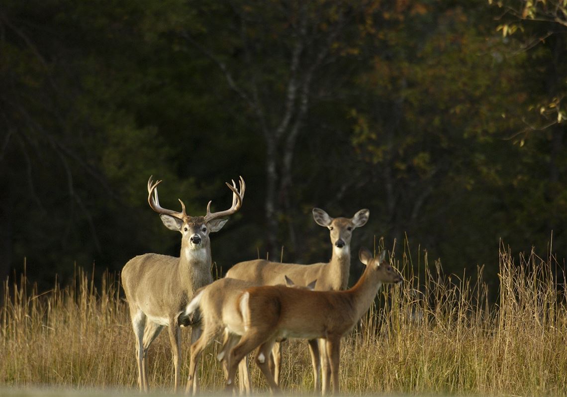 Outdoors: New property adds needed public hunting area in Monroe County |  The Blade