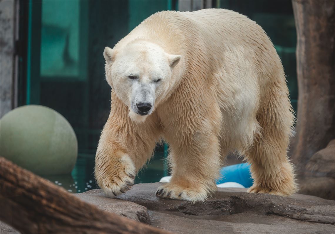 Not just in the wild Polar bear populations are plummeting at zoos, too The Blade