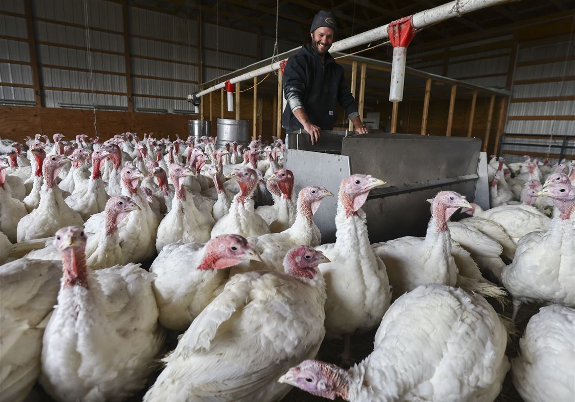 Farm to table: Bellevue's Dalvin Farm serves up locally raised turkeys for  Thanksgiving | The Blade