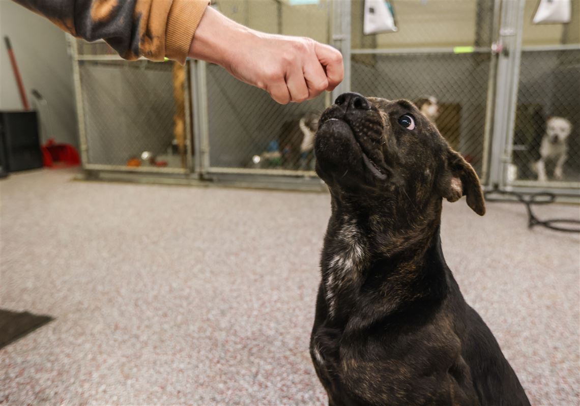 Do Dogs Have Lymph Nodes In Their Armpits