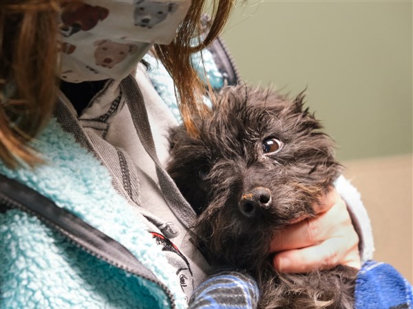 Lucas County Dog License Deadline Is Jan 31 The Blade