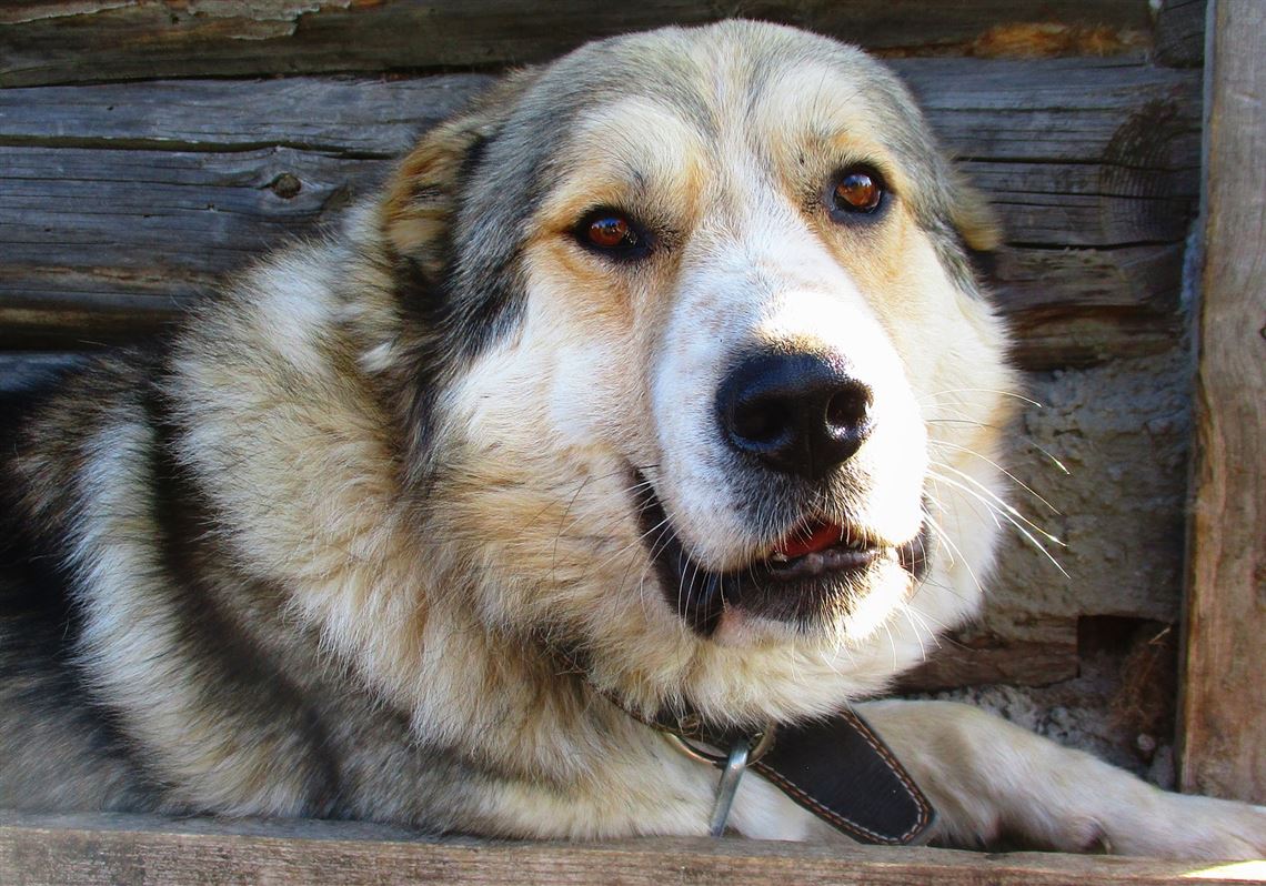 Dog License Renewals Extended In Lucas County The Blade