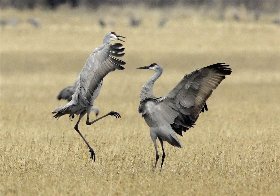 Why Do Sandhill Cranes Dance