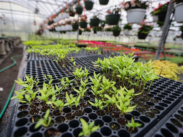 Stone: Horticultural roots run deep in northwest Ohio and southeast ...