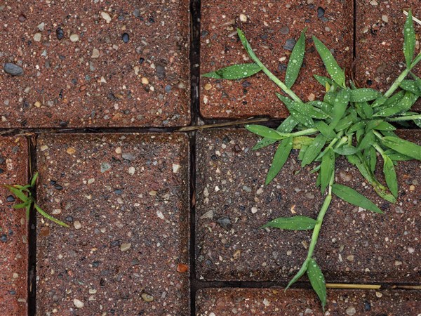 Knife Hits Explained - Marijuana Tutorials - Cannabis Marketing