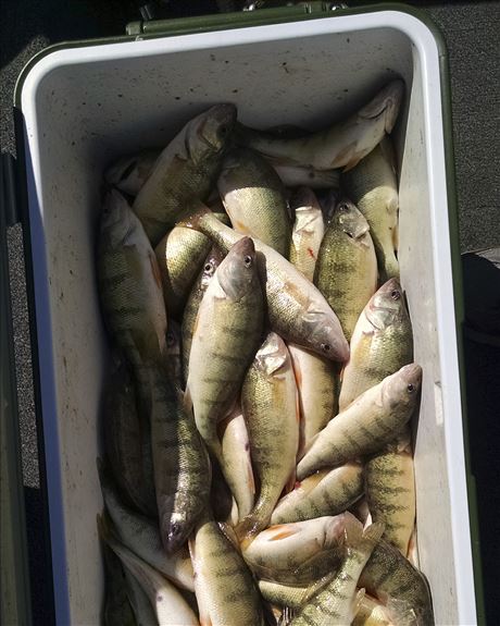 Outdoors: Lake Erie's perch a fish for all seasons
