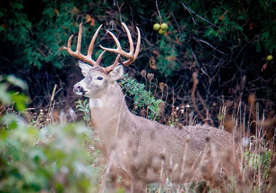 Outdoors: Ohio archery season opens Saturday | The Blade