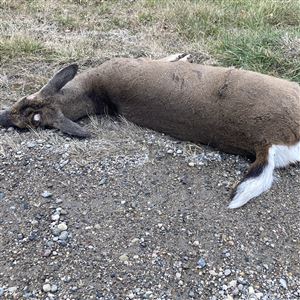 This young white-tailed buck was a casualty of traffic along busy U.S. 223 near Adrian.    (THE BLADE / MATT MARKEY)