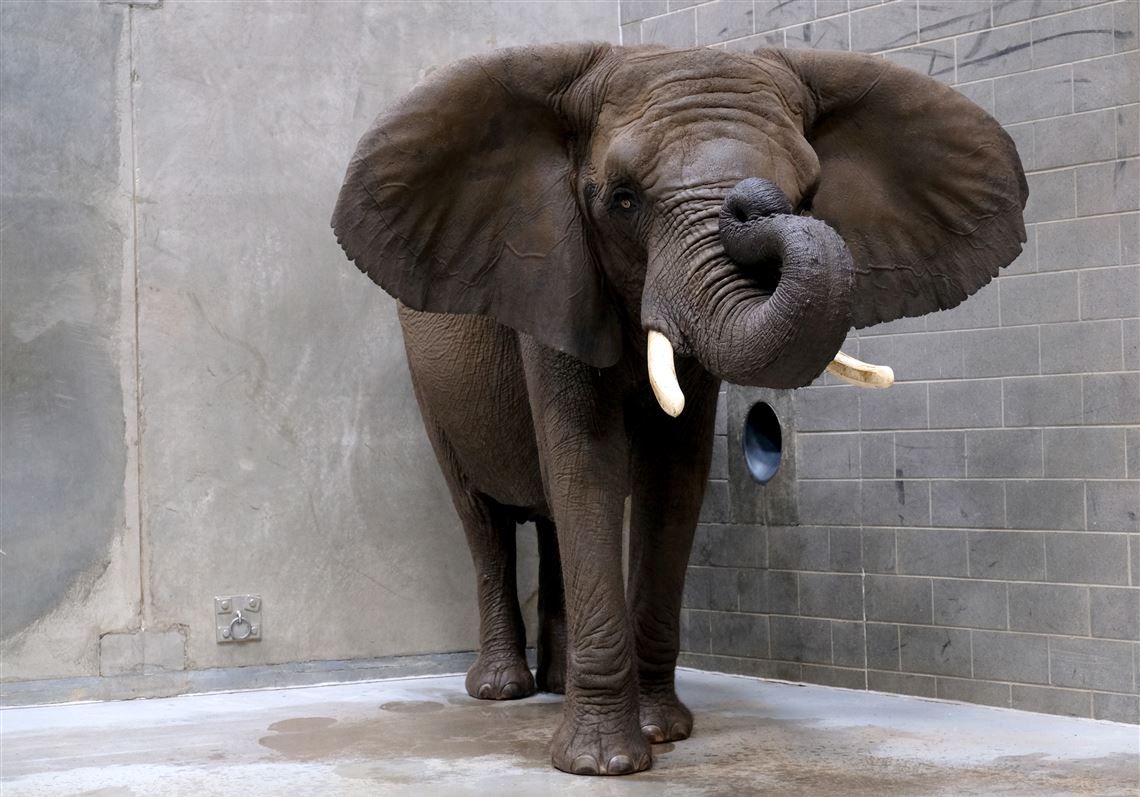 Toledo Zoos 43-year-old African elephant is pregnant The Blade image