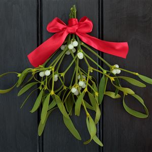 Mistletoe is hard to find naturally in Ohio, according to experts Amy Stone, an extension educator at Ohio State University for Agriculture and Natural Resources, and Mandy Hansen, a horticulturist at the Toledo Zoo and Aquarium.  (GETTY IMAGES)