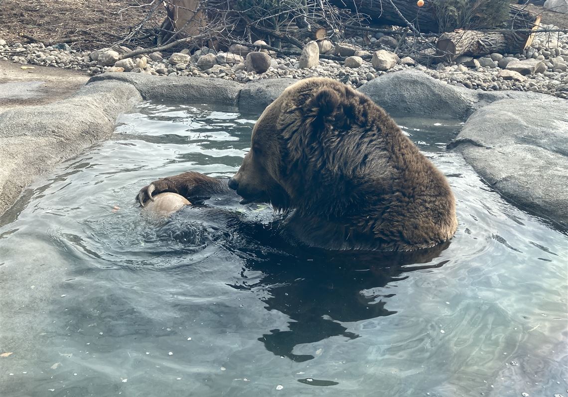 Last remaining grizzly bear at Little Rock Zoo dies