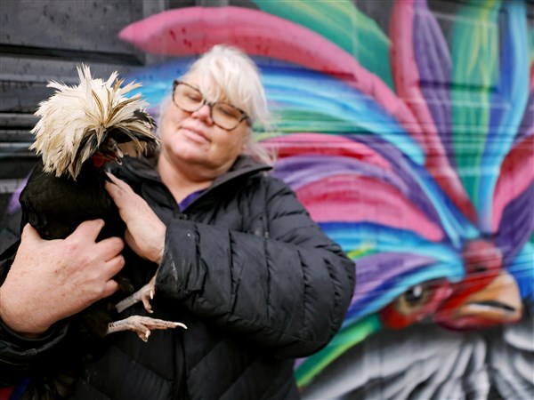 Spring chickens: Backyard coops offer more than eggs | The Blade