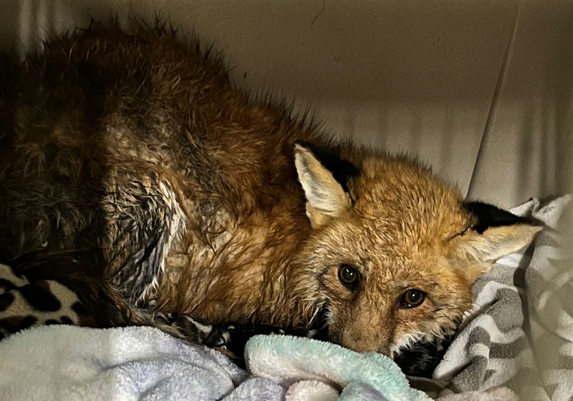 When Ohio Division of Wildlife officers Brian Bury and Reid Van Cleve saw a red fox trapped on ice floes in Lake Erie earlier this winter, they used a small boat to get close enough to rescue the fox, which likely would have perished in the frigid water as the wind pushed the ice floes out into the open lake.
