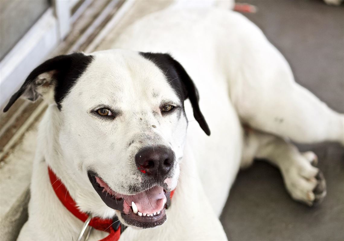 How Many Peach Pits Will Kill A Dog