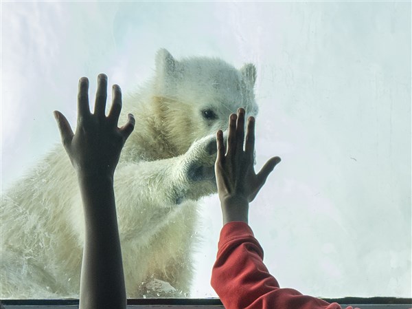 Twin polar bear cubs on display at Toledo Zoo for first time in 10