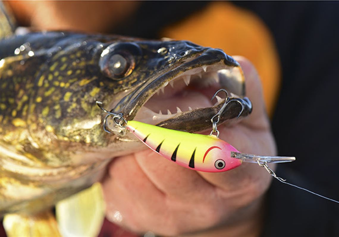 Outdoors: Walleye, steelhead both known for icy aggressive streak