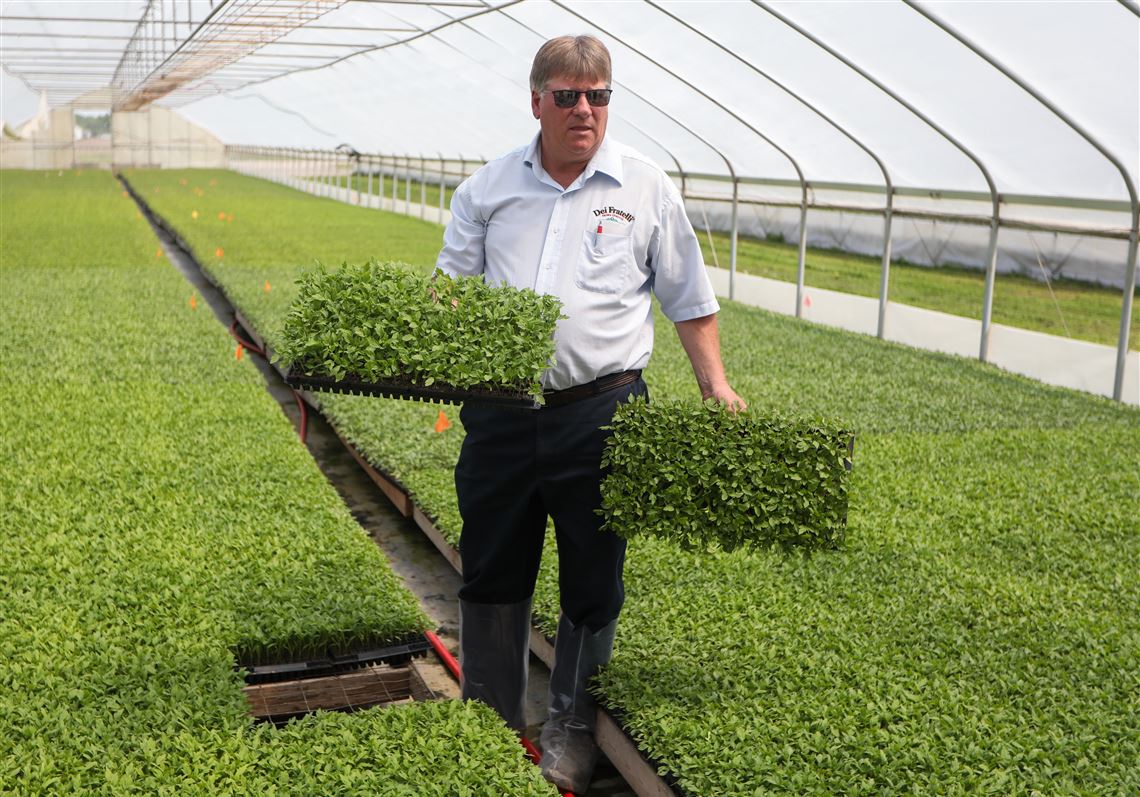 Hirzel's centennial rooted in generational family farms | The Blade