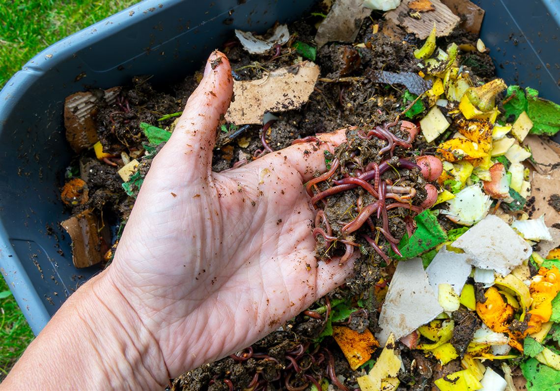 Stone Vermicomposting turns worms into productive house guests The Blade