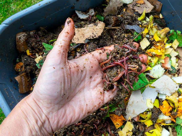 Stone: Vermicomposting turns worms into productive house guests