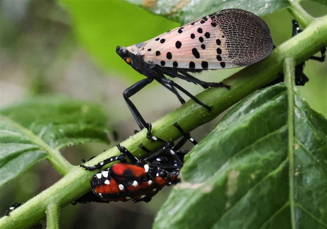 Outdoors: Invasive pest numbers spike at Lucas County site | The Blade
