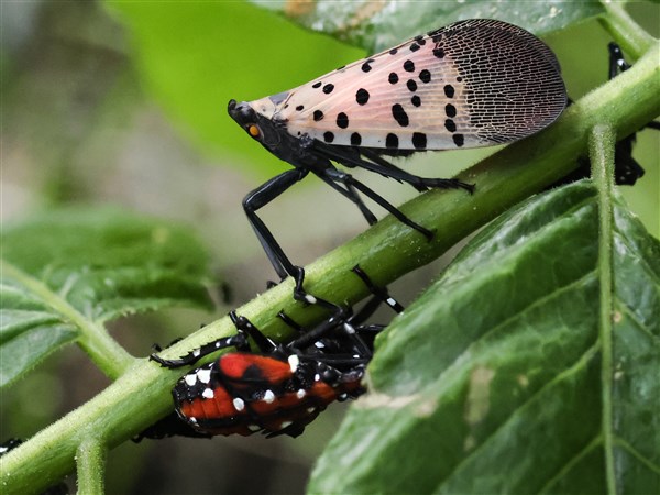 Outdoors: Invasive pest numbers spike at Lucas County site | The Blade
