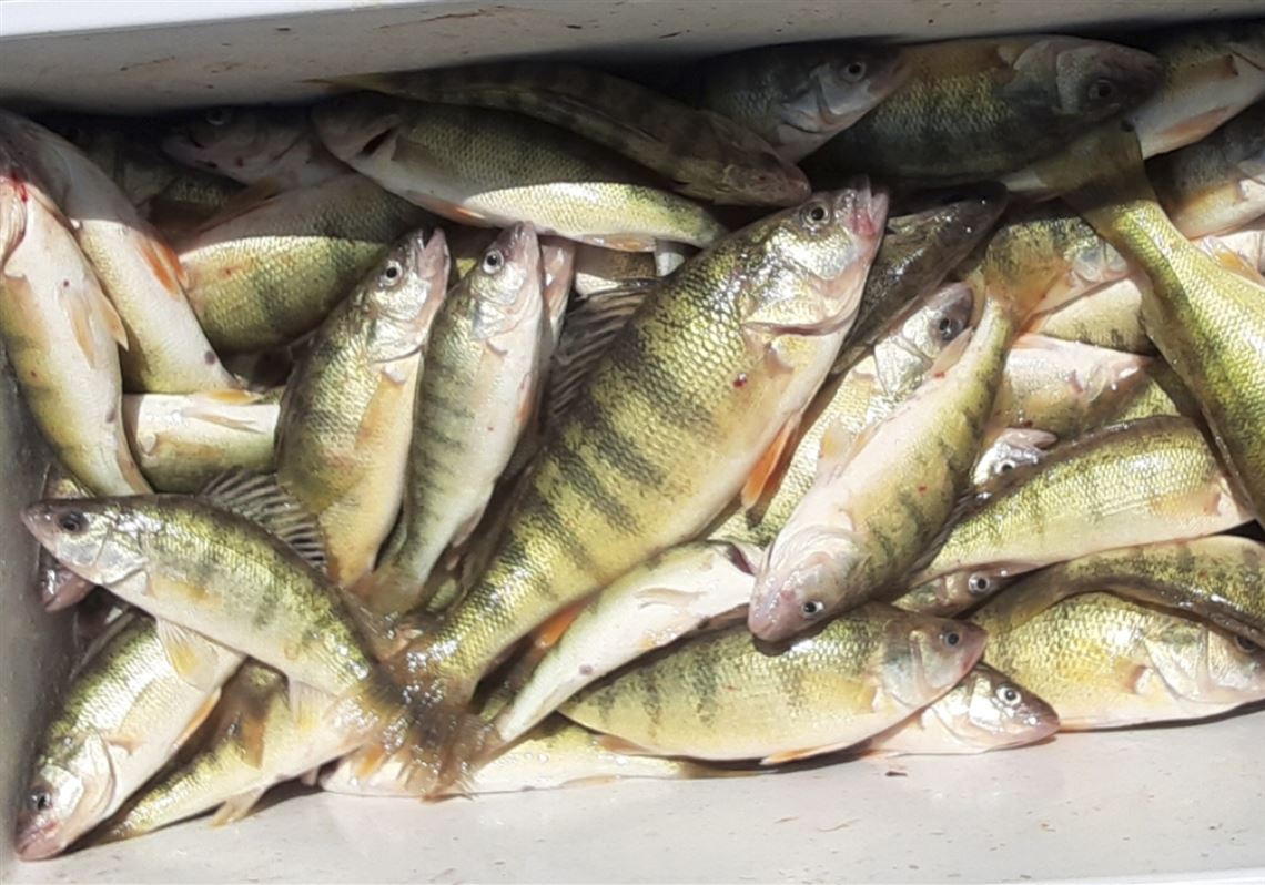 Blade Fishing Report: Coaches rack up wins in yellow perch game
