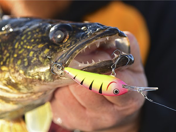Trolling: Technique a game-changer for Lake Erie walleye anglers