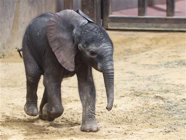Zoo holding elephant baby bash