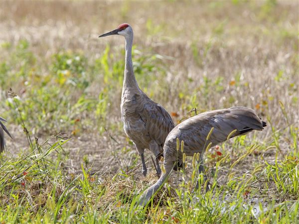Outdoors: Magnificent, dancing cranes have returned to northwest Ohio