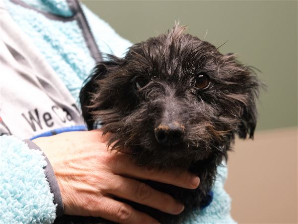 Pet adoption event scheduled for Saturday
