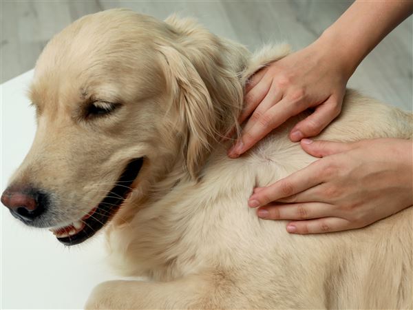 Ask the Vet: Skin diseases in pets are challenging, worth effort to treat