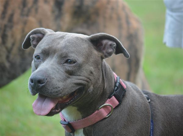 Lucas County Dogs for Adoption: 5/10