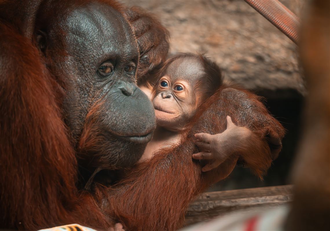 Toledo Zoo welcomes baby orangutan | The Blade, image size:1140x798