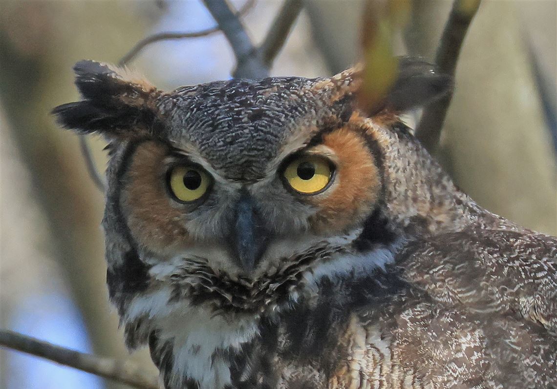 Outdoors: Owls provide entertainment, pest control | The Blade