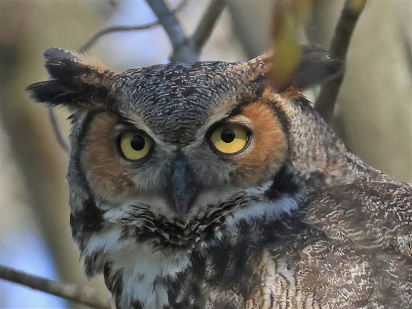 Outdoors: Owls provide entertainment, pest control | The Blade