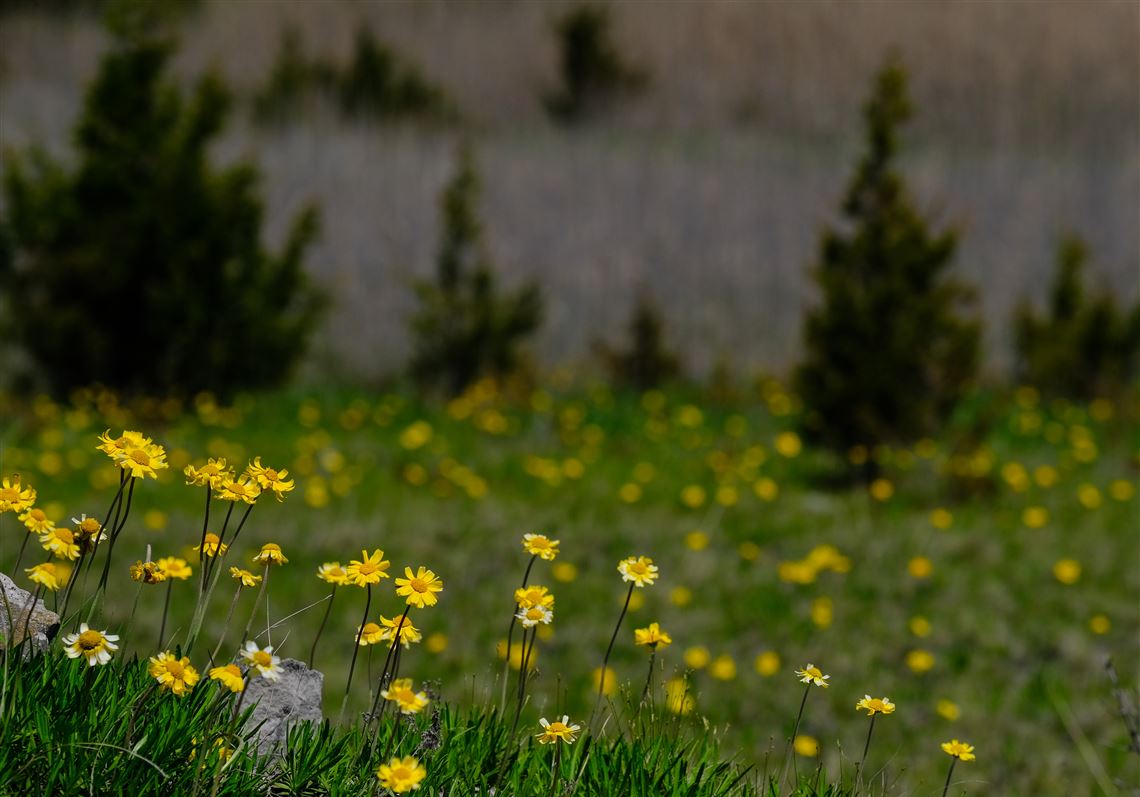 Outdoors: Get out there ... Find appreciation during Ohio's Native Plant  Month | The Blade, image size:1140x797