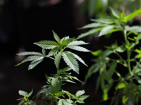 Michigan’s new pot tax still a go after judge denies injunction to block it