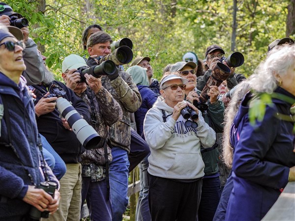 Feather Forecast: Biggest week in birding returns | The Blade