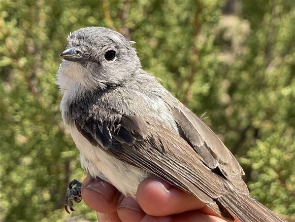Doctoral candidate discovers ‘bird bias’ in 50 years of ornithology research