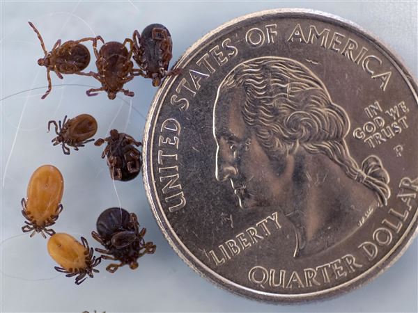 Ticks expand hunting grounds to gorge taste for new blood