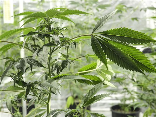 Some local governments hopeful, others skeptical of money from marijuana sales