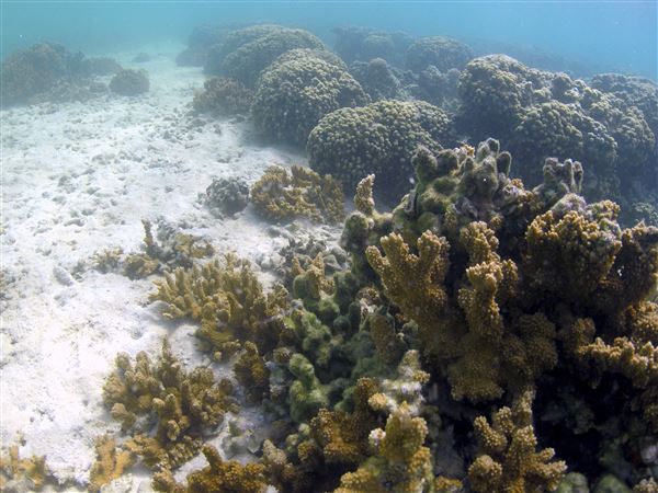 Honolulu toži podjetja za fosilna goriva zaradi podnebnih sprememb