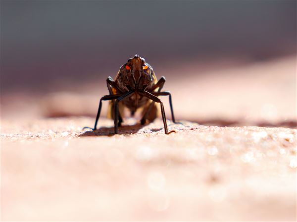 Workshop to discuss how to combat spotted lanterfly