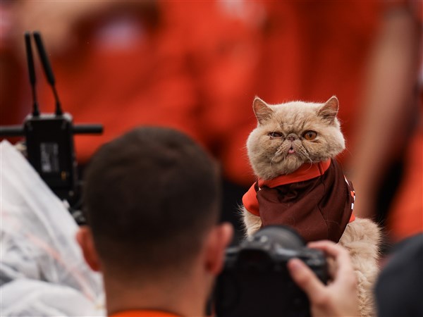 Purrs, popcorn, and Pudge headline cat food drive in Bowling Green