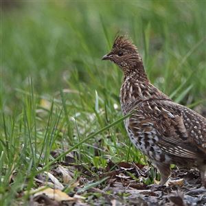 This stately looking, medium-sized crested bird stealthily creeps among the bramble and shrubs in the woods munching on acorns, berries, and insects while trying to avoid predators.