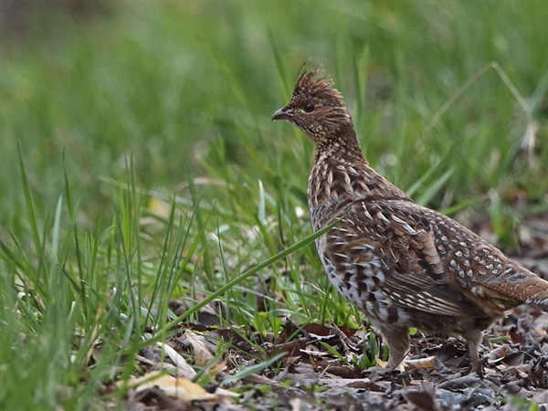 What to do about ruffed grouse