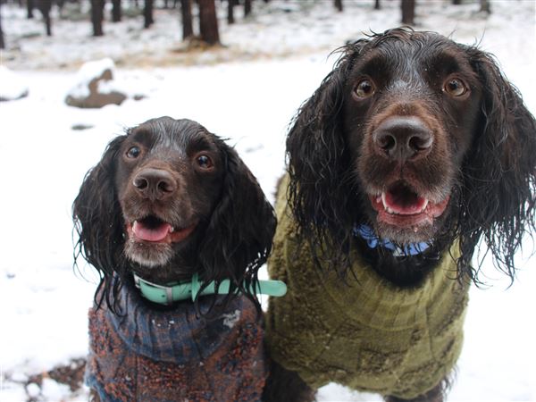 Reminder: Get your dog licenses before Jan. 31