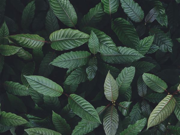 State pharmacy board votes to ban synthetic kratom